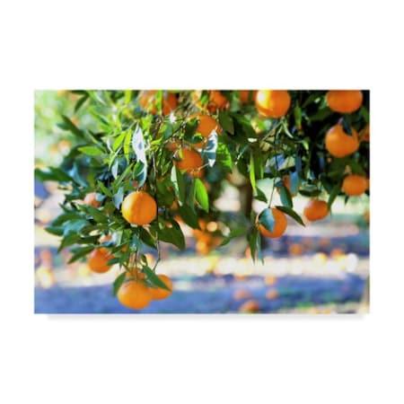 Incredi 'Citrus Oranges' Canvas Art,16x24